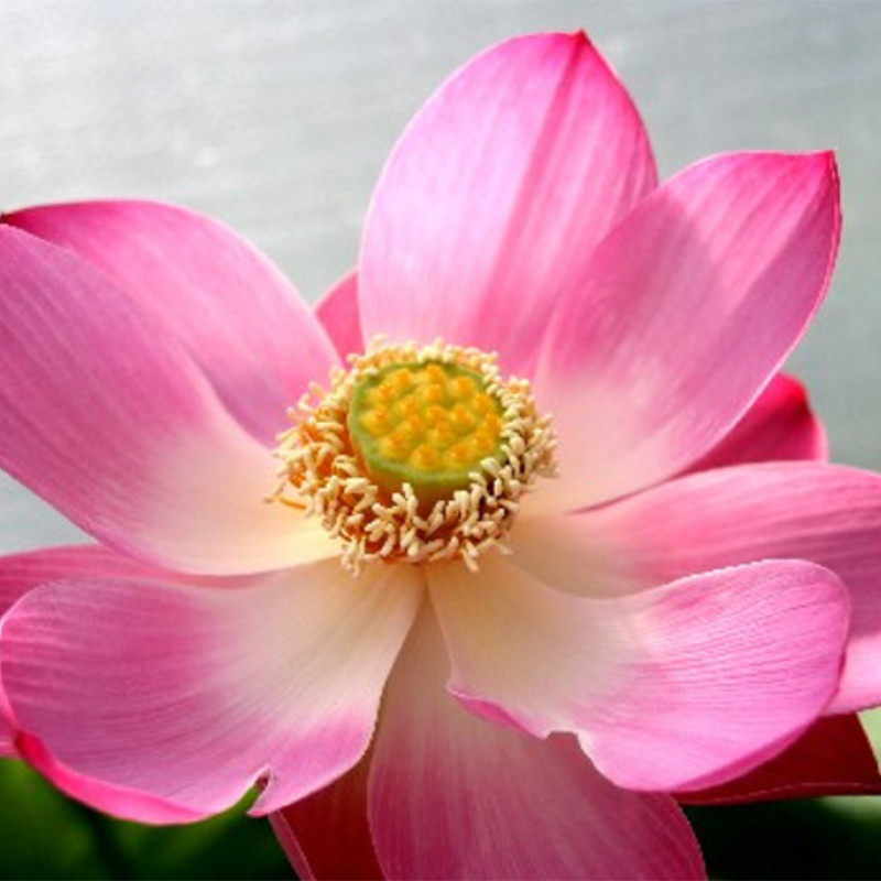 Nelumbo 'Red Children' - lotus