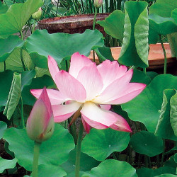 Nelumbo 'Chawan Basu' (moyen), lotus rose classique