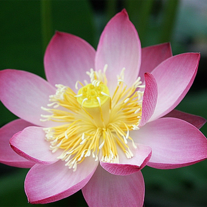 Nelumbo 'Bonny', lotus rose classique