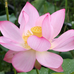 Nelumbo 'Eos', lotus rose classique
