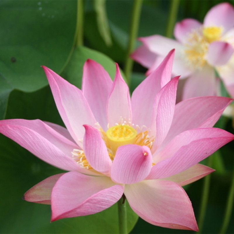Nelumbo 'Joyful Baby', lotus rose classique