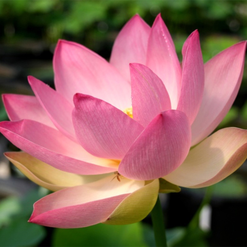 Nelumbo 'Patricia Garrett', lotus rose classique