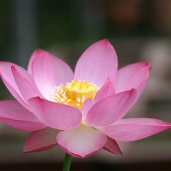 Nelumbo 'Yonsil', lotus rose classique