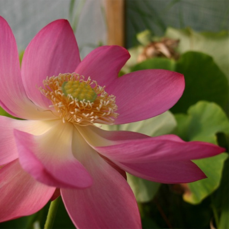 Nelumbo 'L'Aube Rouge' (Syn. Rote Dämmerung), lotus rose soutenu