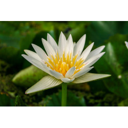 Nymphaea 'Crystal', nénuphar tropical diurne