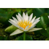 Nymphaea 'Crystal', nénuphar tropical diurne