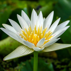 Nymphaea 'Crystal', nénuphar tropical diurne