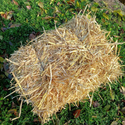 Mini-balle de paille d'orge pour bassin