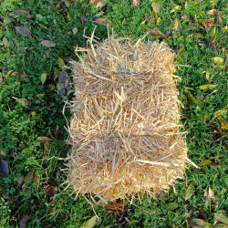 Mini-balle de paille d'orge pour bassin