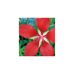 Hibiscus coccineus rouge