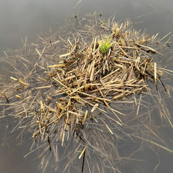 Mini-balle de paille d'orge pour bassin