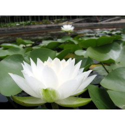 Nymphaea 'Tuberosa Maxima', nénuphar blanc rustique