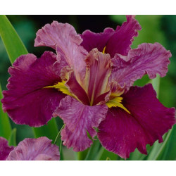 Iris Louisiane 'Jack Attack'