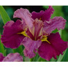 Iris Louisiane 'Jack Attack'