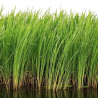 Zizania Latifolia (riz de Manchourie)