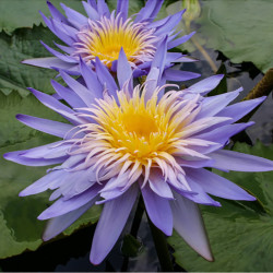 Nymphaea Alexis, nénuphar tropical diurne