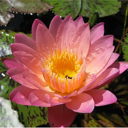 Nymphaea Albert Greenberg, nénuphar tropical diurne
