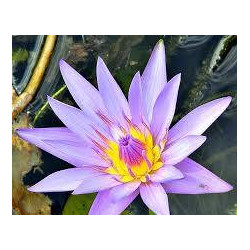 Nymphaea Blue Capensis