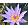 Nymphaea Blue Capensis