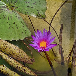 Nymphaea Blue Capensis