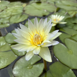 Nymphaea Garan Teph, nénuphar tropical diurne