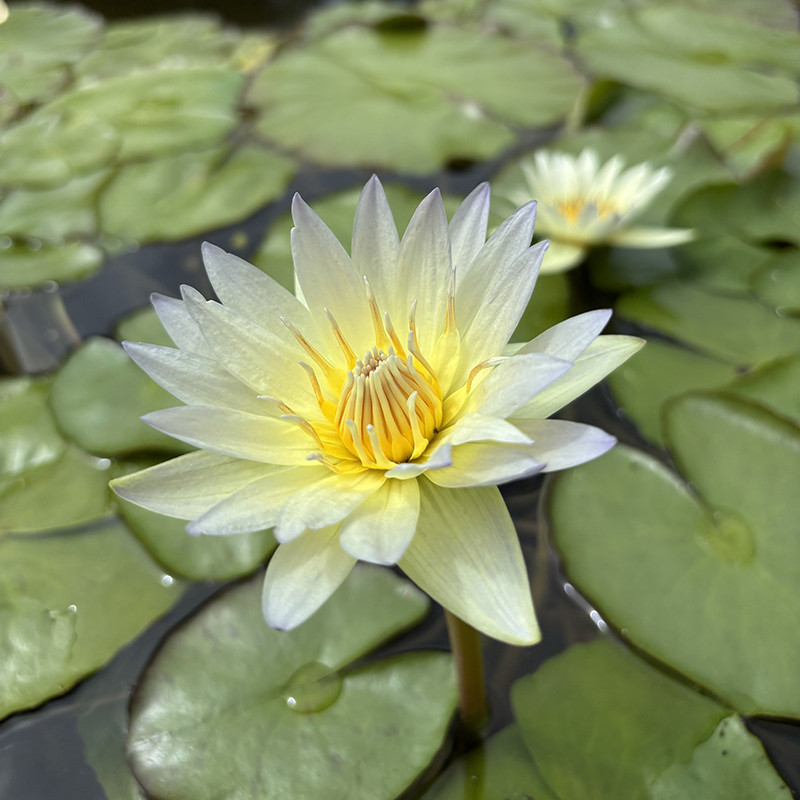 Nymphaea Garan Teph, nénuphar tropical diurne