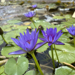 Nymphaea Blue Capensis