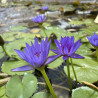 Nymphaea Blue Capensis