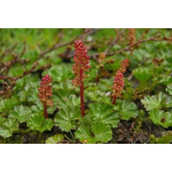 Gunnera Magellanica