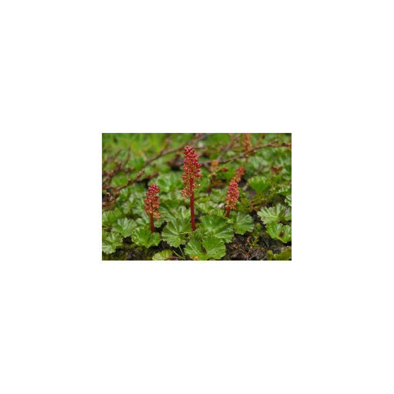 Gunnera Magellanica