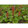 Gunnera Magellanica