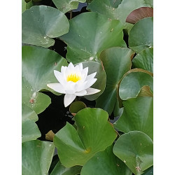Nymphaea Gladstoneana, nénuphar blanc rustique