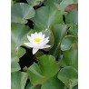 Nymphaea Gladstoneana, nénuphar blanc rustique