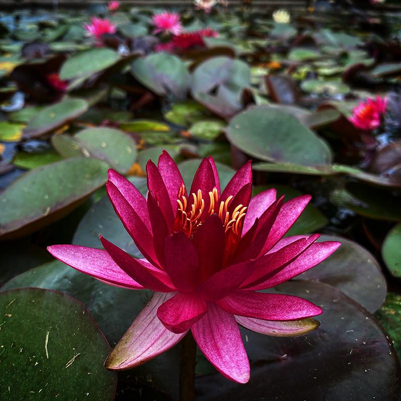 Nymphaea Perrys Red Star, nénuphar rustique couleur rouge