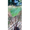 Colocasia DARK Stem, plante aquatique de berge