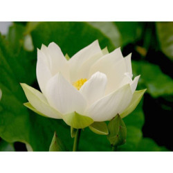 Nelumbo 'Angel Wings', lotus blanc