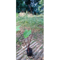 Colocasia DARK Stem, plante aquatique de berge