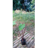 Colocasia DARK Stem, plante aquatique de berge