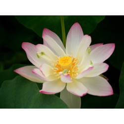 Nelumbo 'Tricolore' (mini), lotus rose pale