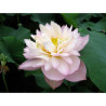 Nelumbo 'Rosea Plena', lotus rose classique