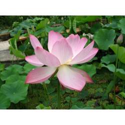 Nelumbo 'Chawan Basu' (moyen), lotus rose classique