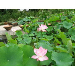 Nelumbo 'Chawan Basu' (moyen), lotus rose classique