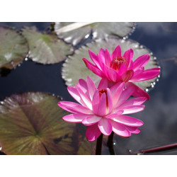 Nymphaea 'Emily Grant Hutchings' (Gurney, 1922) - nénuphar nocture