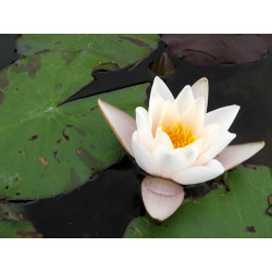 Nymphaea 'Geisha Girl', nénuphar blanc rustique