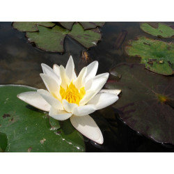 Nymphaea 'Geisha Girl', nénuphar blanc rustique