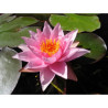 Nymphaea 'Millenium Pink', nénuphar rustique couleur rose