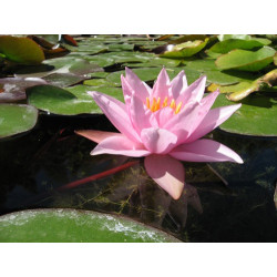 Nymphaea 'Millenium Pink', nénuphar rustique couleur rose