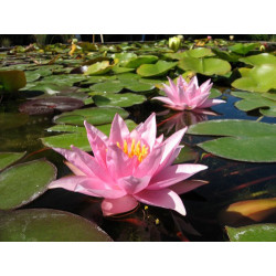 Nymphaea 'Millenium Pink', nénuphar rustique couleur rose