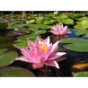 Nymphaea 'Millenium Pink', nénuphar rustique couleur rose