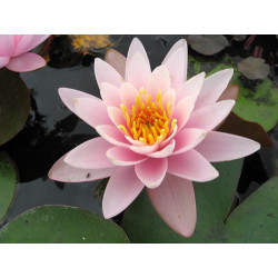 Nymphaea 'Anna Epple', nénuphar rustique couleur rose